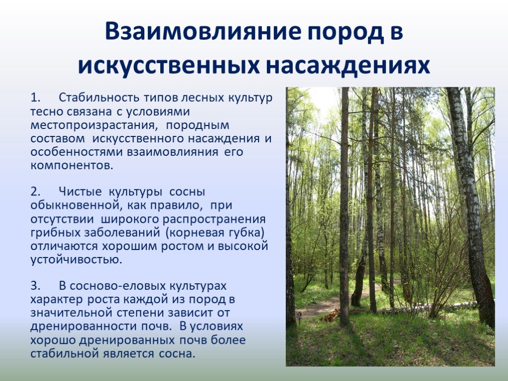 Основные лесные породы. Тип насаждений лес. Искусственные лесонасаждения. Подпологовые Лесные культуры. Методы создания лесных культур.