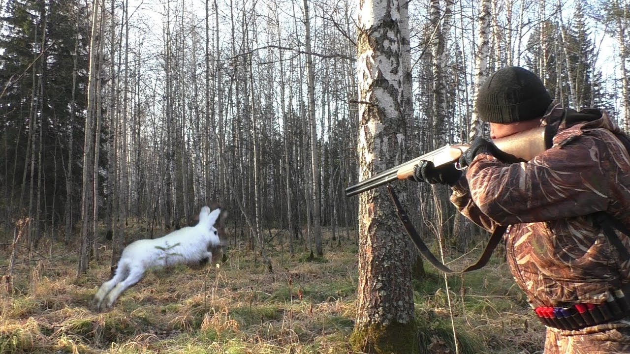 Советы старого охотника как выслеживать, выцеливать и добыть зайца русака и зайца-беляка с видео