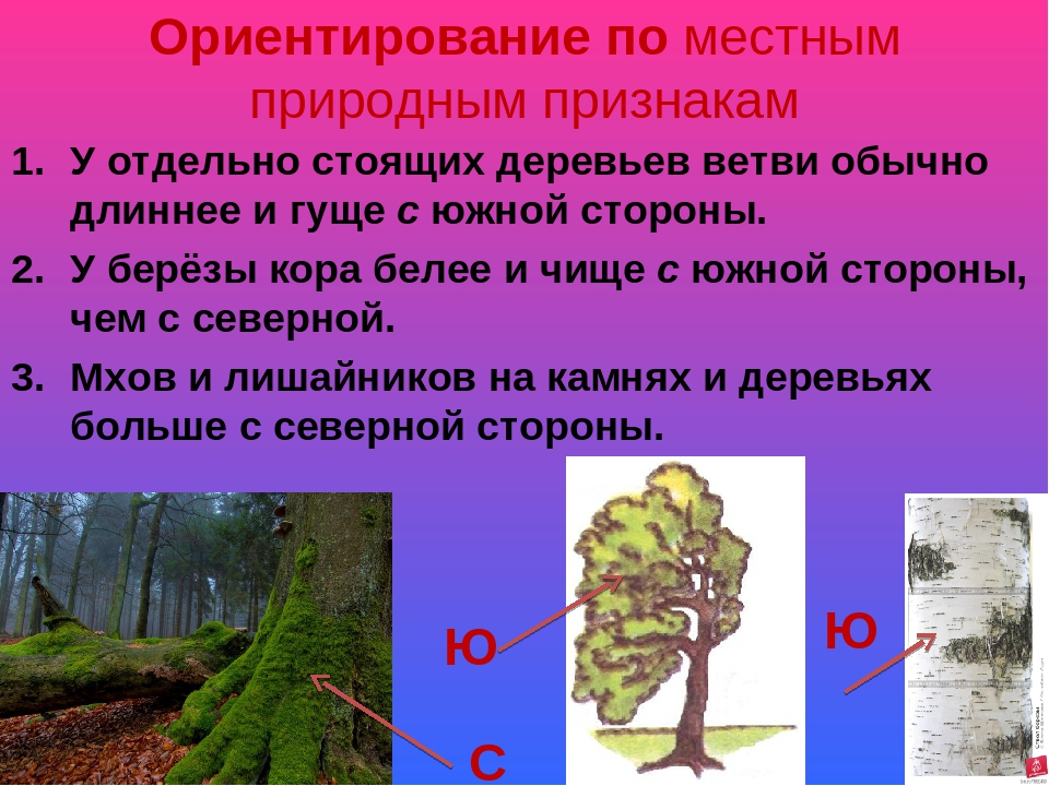Ориентирование на местности это 2 класс. Ориентирование по местным природным признакам. Ориентир по местности. Приметы ориентирования на местности без компаса. Способы ориентирования в лесу.