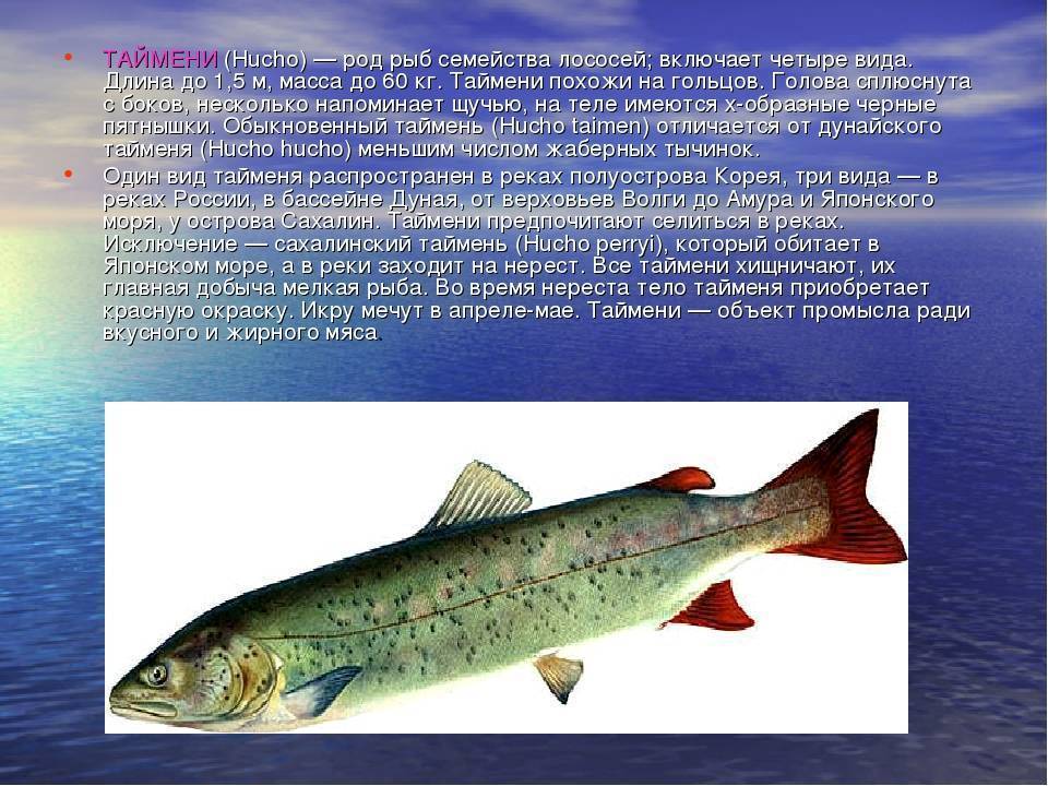 Таймень (обыкновенный, сахалинский) — описание, самый большой вес пойманной рыбы