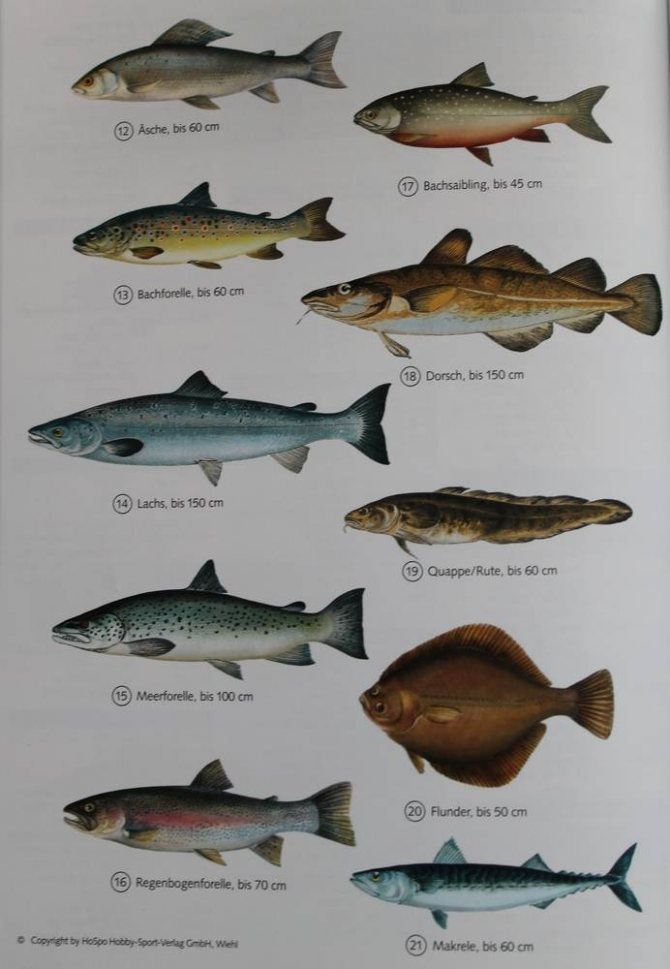Нобычные рыбы: виды, названия, фото, описание, особенности