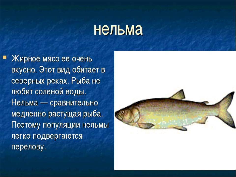 Промысловая рыба - виды с названиями и фото, использование и охрана | семейство промысловых рыб
