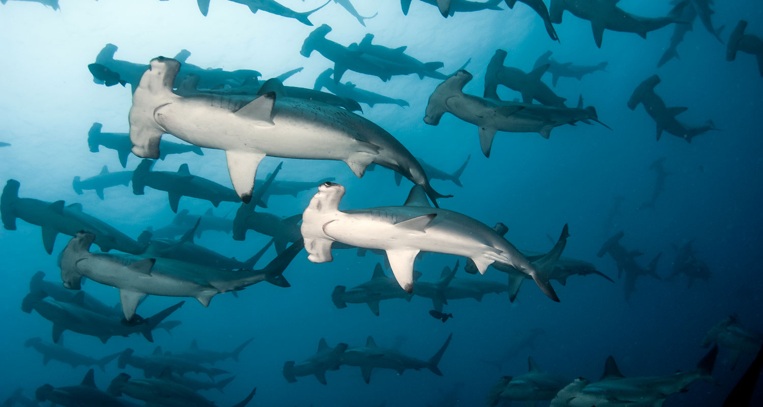 Рассказ про рыбу молот. гигантская акула-молот: описание и фото