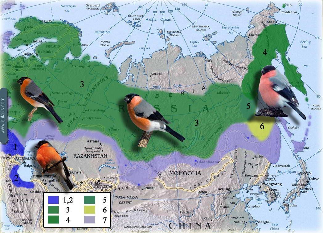 Рыжий дрозд – turdus naumanni (temminck, 1820)