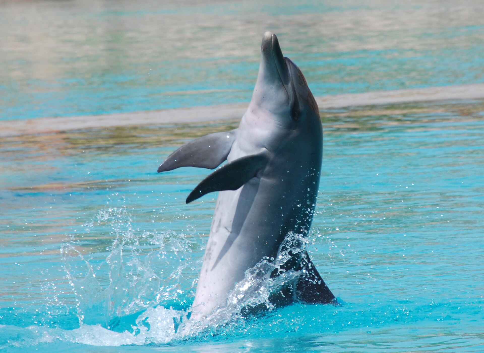 Черное море: разновидности дельфинов и дельфинарии побережья