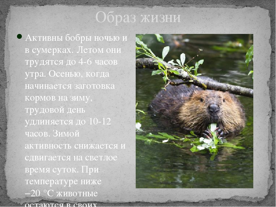 Бобр обыкновенный