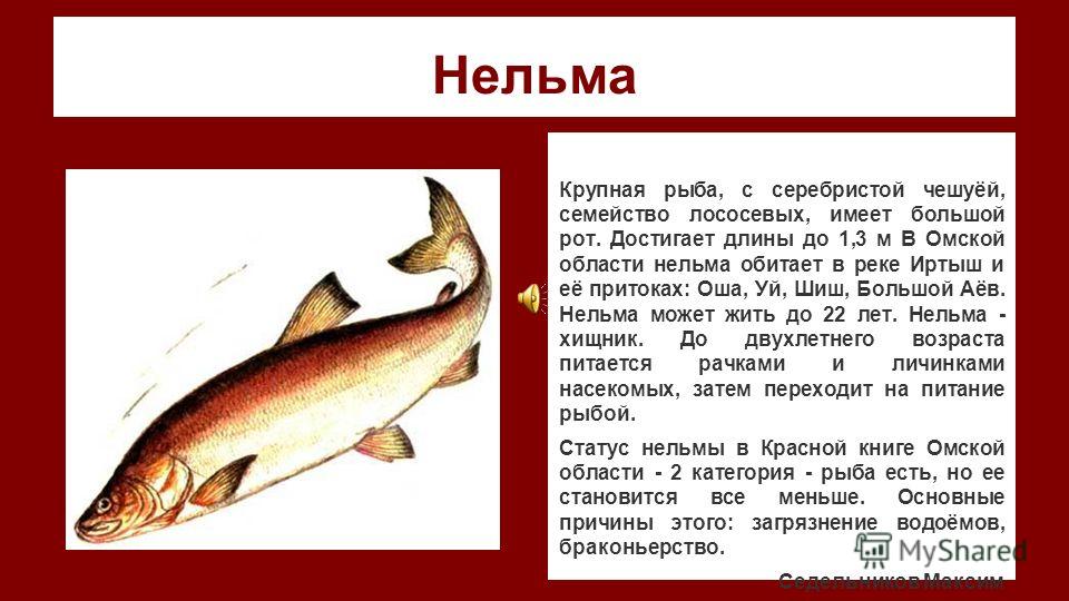 Корм для рыб дафния: разведение и ловля, описание. дафния рачок. образ жизни и среда обитания дафнии