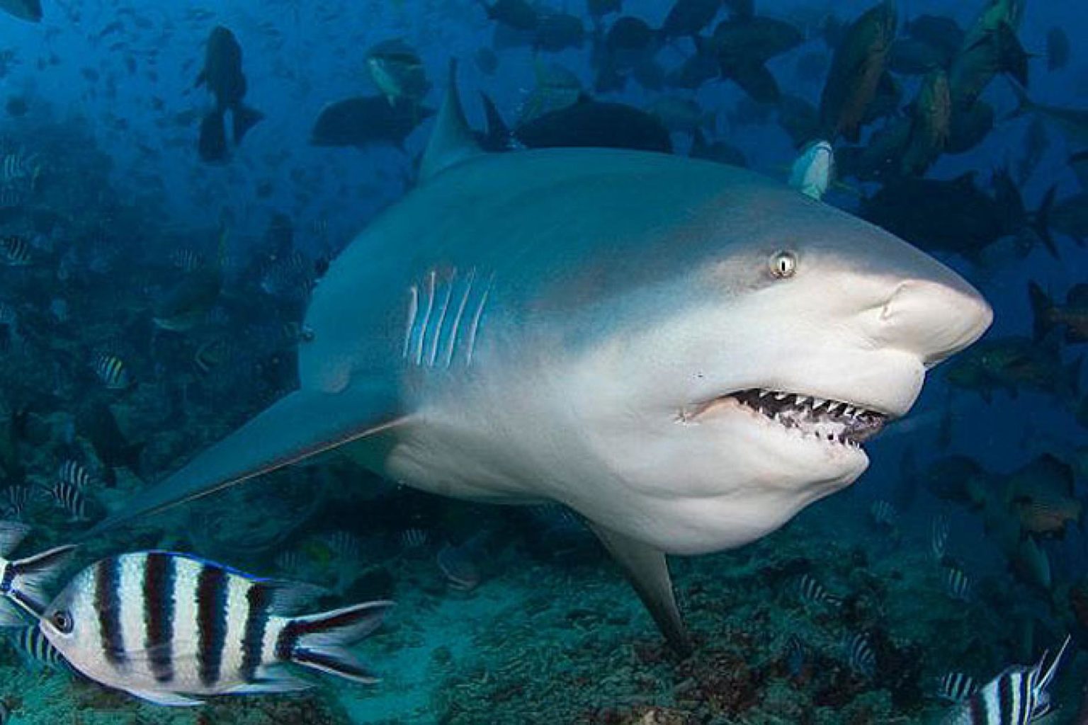 Зомби-черви и акула-гоблин: 10 самых странных тварей марианской впадины