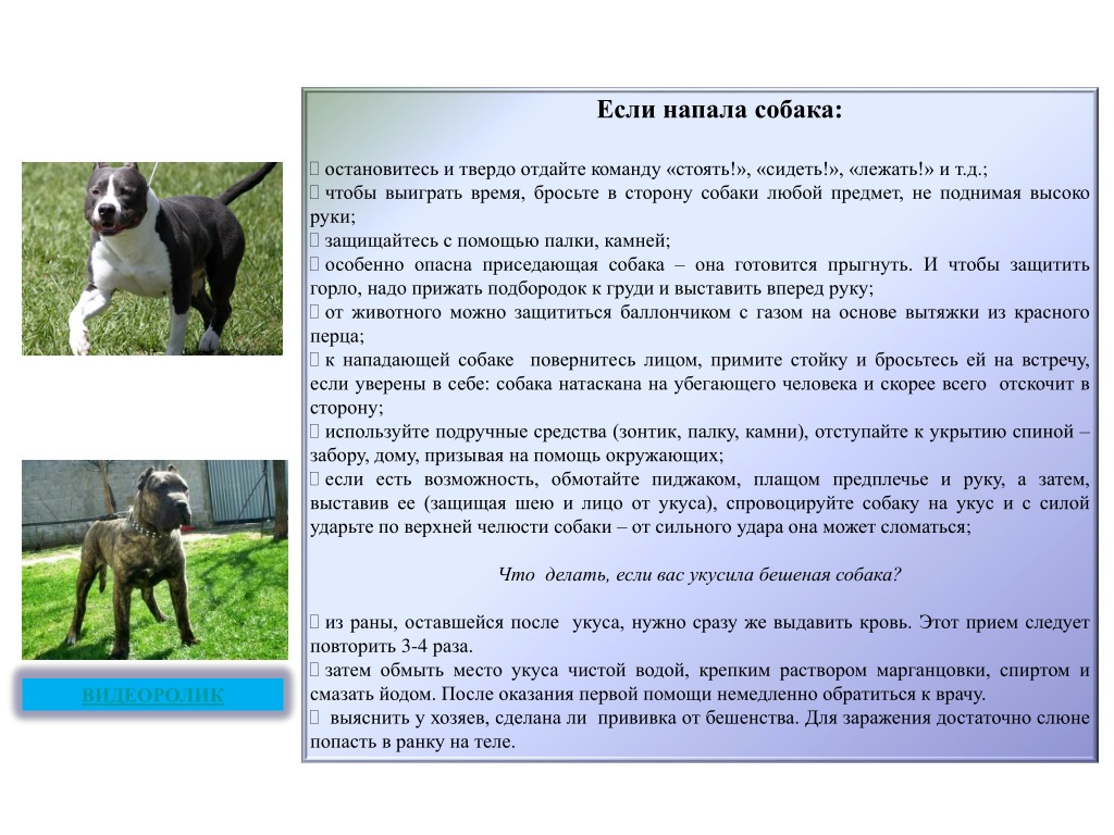 Как защититься от нападения собак? | законы и безопасность | школажизни.ру