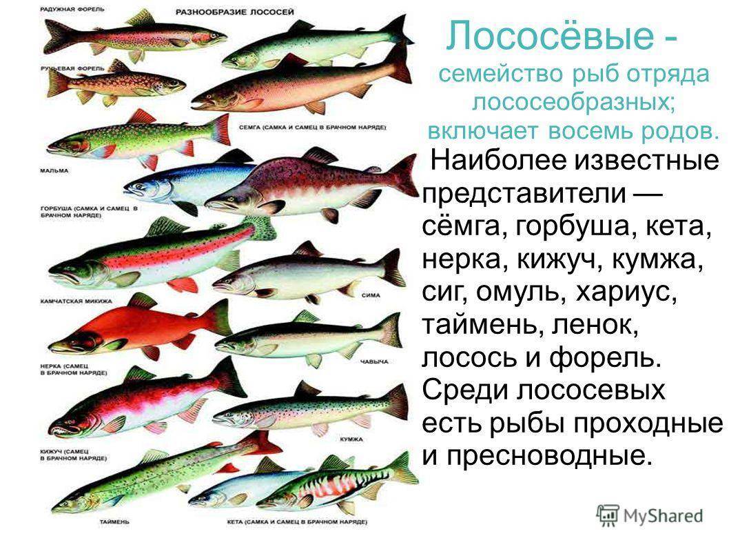 Полный список рыб семейства лососевые Что надо знать о подобных разновидностях и почему именно их считают особенно ценными