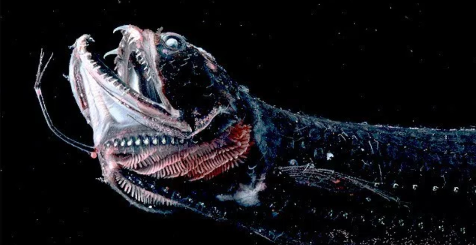 Самые необычные глубоководные рыбы | интересный сайт