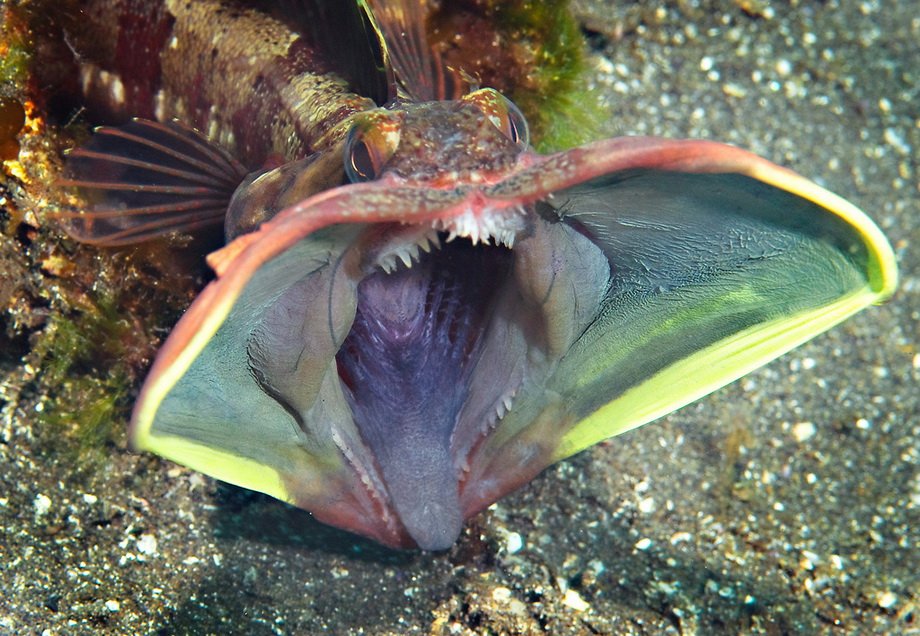 🚩 медуза атолла: подробное описание существа и среды его обитания, фото