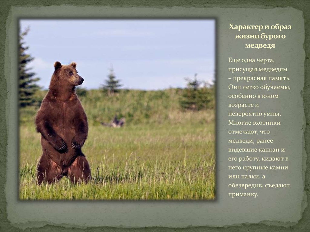 Сочинение по фото камчатский бурый медведь 5. Характер медведя. Образ жизни медведя. Характер бурого медведя. Описание жизни медведя.
