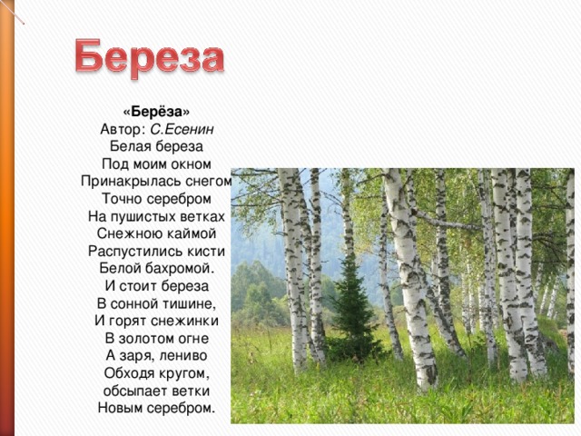 Береза
