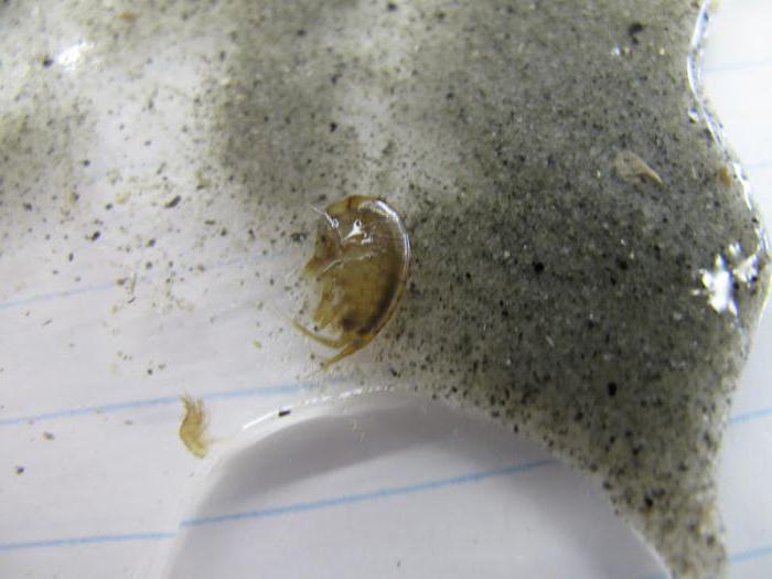 Лекция 7. тип членистоногие (arthropoda), класс ракообразные (crustacea)