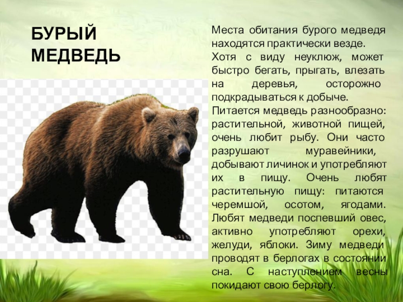 В каких природных зонах живет бурый медведь. Бурый медведь обитание. Среда обитания бурого медведя. Бурый медведь обитает. Места обитания медведей в России.