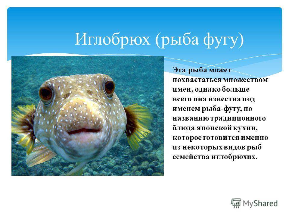 Горький иглобрюх где. Рыба фугу интересные факты. Рыба фугу описание. Доклад про рыбу фугу. Факты о рыбе фугу.