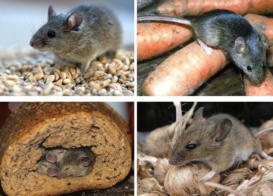 Могут ли мыши есть мышей