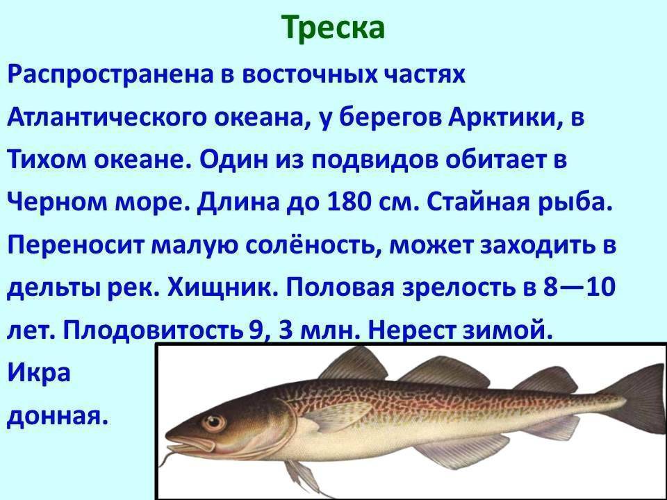 Рыба треска: где обитает и как выглядит эта ценная морская рыба, классификация и особенности образа жизни