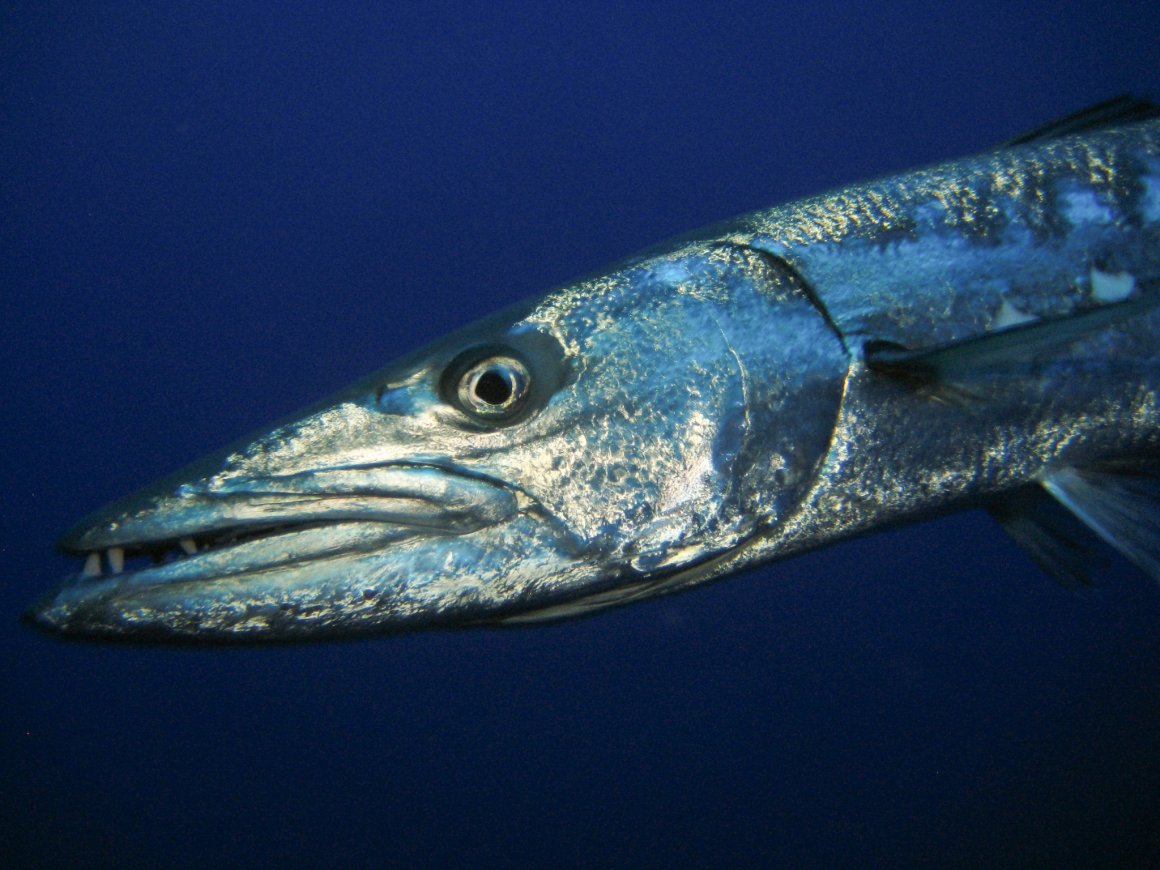 Рыба барракуда – образ жизни хищницы и основные способы ловли грозы морей