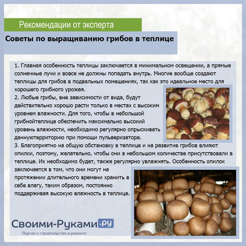 Выращивание грибов технология. Выращивание грибов в домашних условиях. Картинки грибов с описанием. Условия выращивания грибов. Условия выращивания грибов в домашних условиях.
