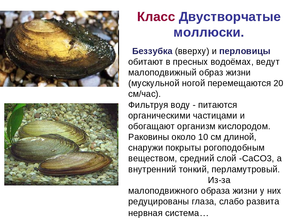 Тридакна. самый большой двустворчатый моллюск убийца