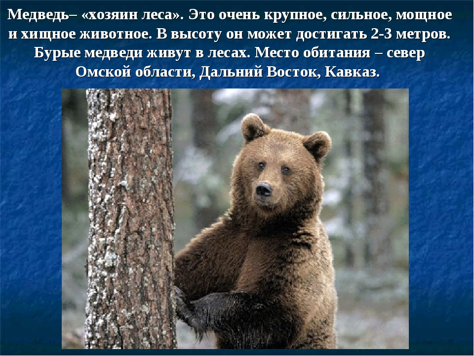 Бурый медведь порядок. Описание медведя. Бурый медведь символ России. Проект про бурого медведя. Бурый медведь описание.