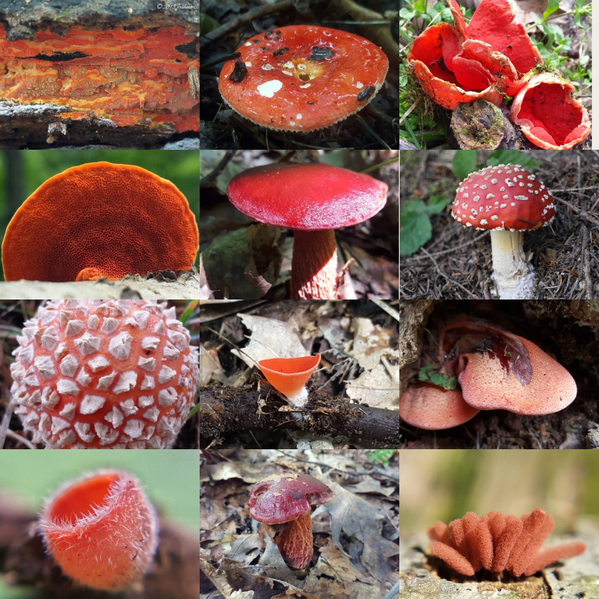 Назовите виды грибов. Несъедобные Лесные грибы. Грибы: съедобные и несъедобные. Съедобные и ядовитые грибы. Разные грибы с названиями.