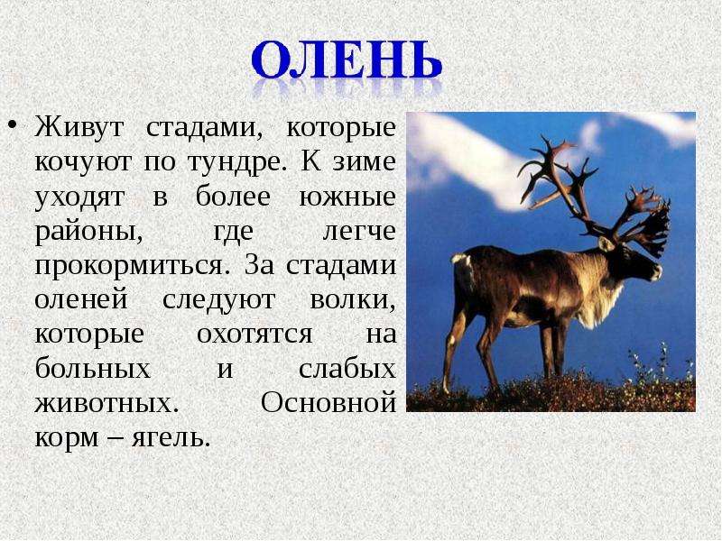 Благородный олень: описание вида, где обитает