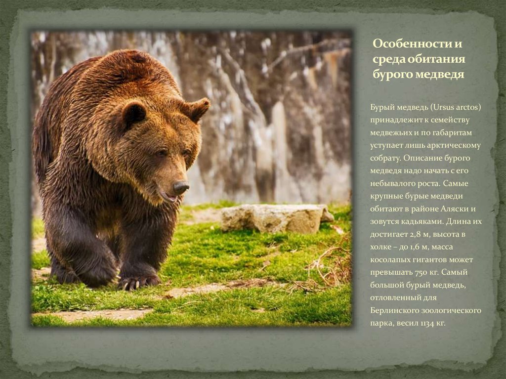Что едят медведи: питание хищника в лесу летом и зимой