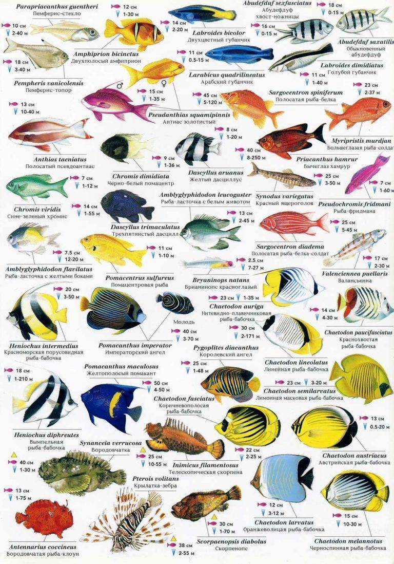 рыбы охотского моря список