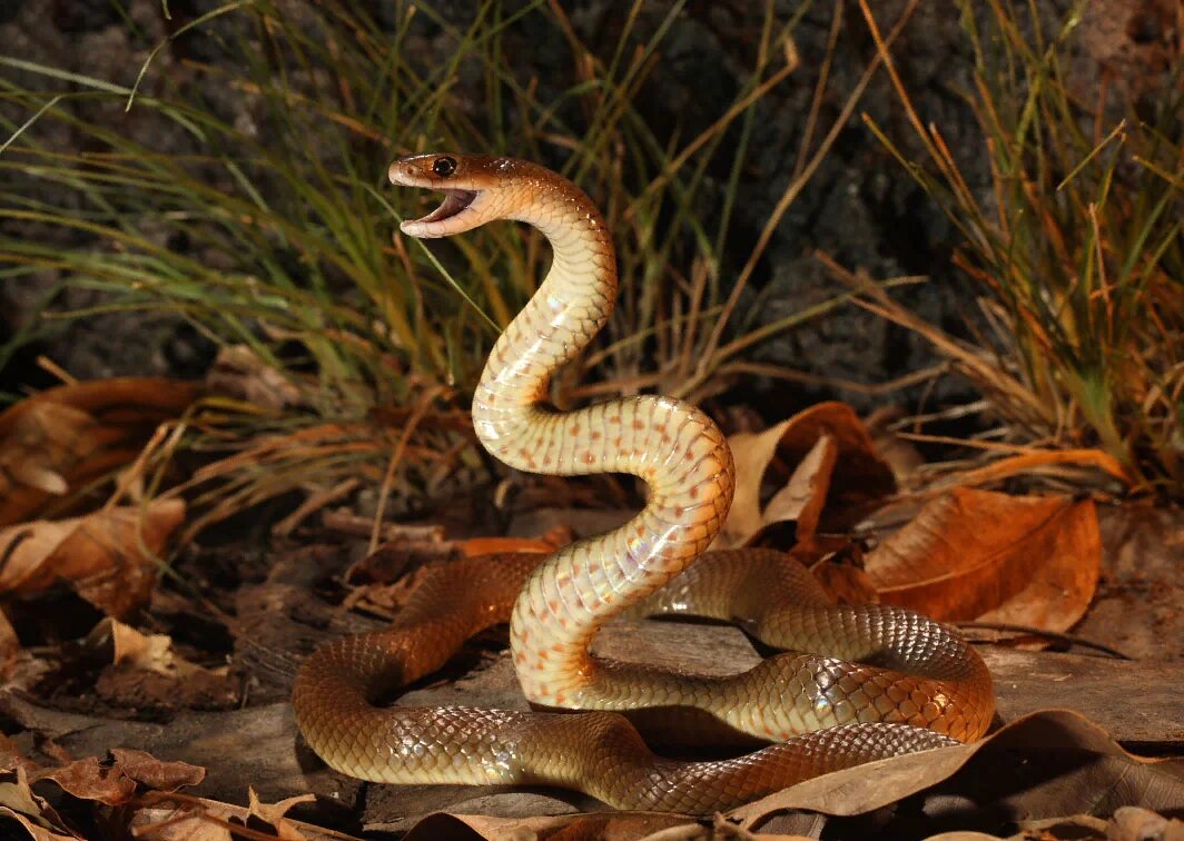Змея Прибрежный Тайпан