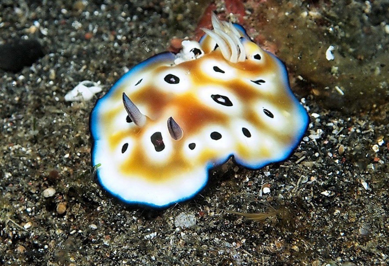 Морская оса - ядовитая медуза