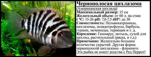 ᐉ рыба слон: содержание, фото-видео обзор - zoogradspb.ru