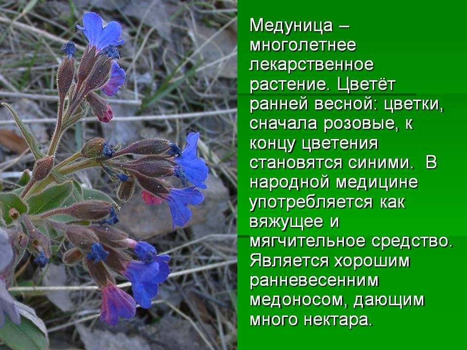 Медуница рубцовск карта