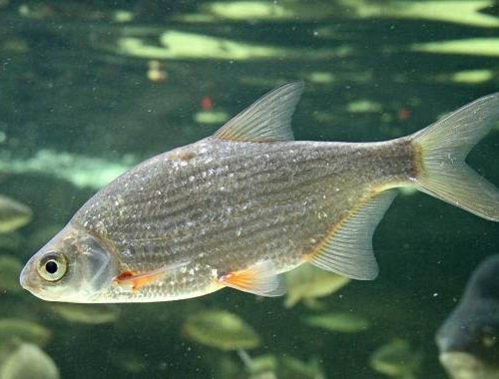 Рыба синец: описание, распространение, размножение