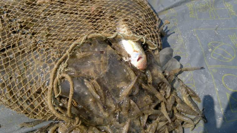 Ловля креветок – что нужно знать о морском деликатесе