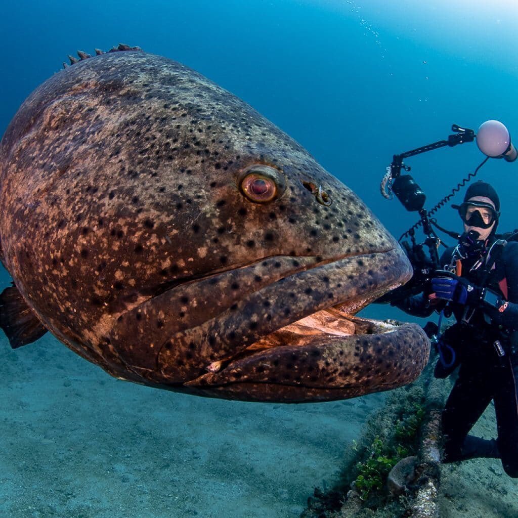 Самые невероятные глубоководные рыбы на земле