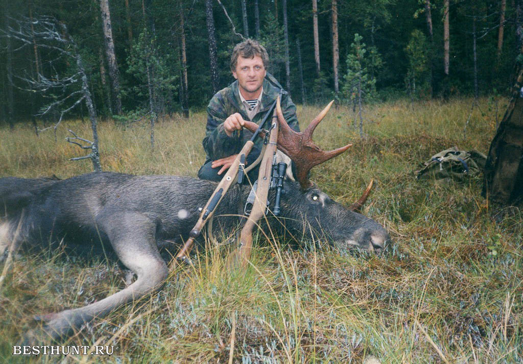 Охота на уставшей. Охота с лайками на лося в Сибири. Охота в лесу.