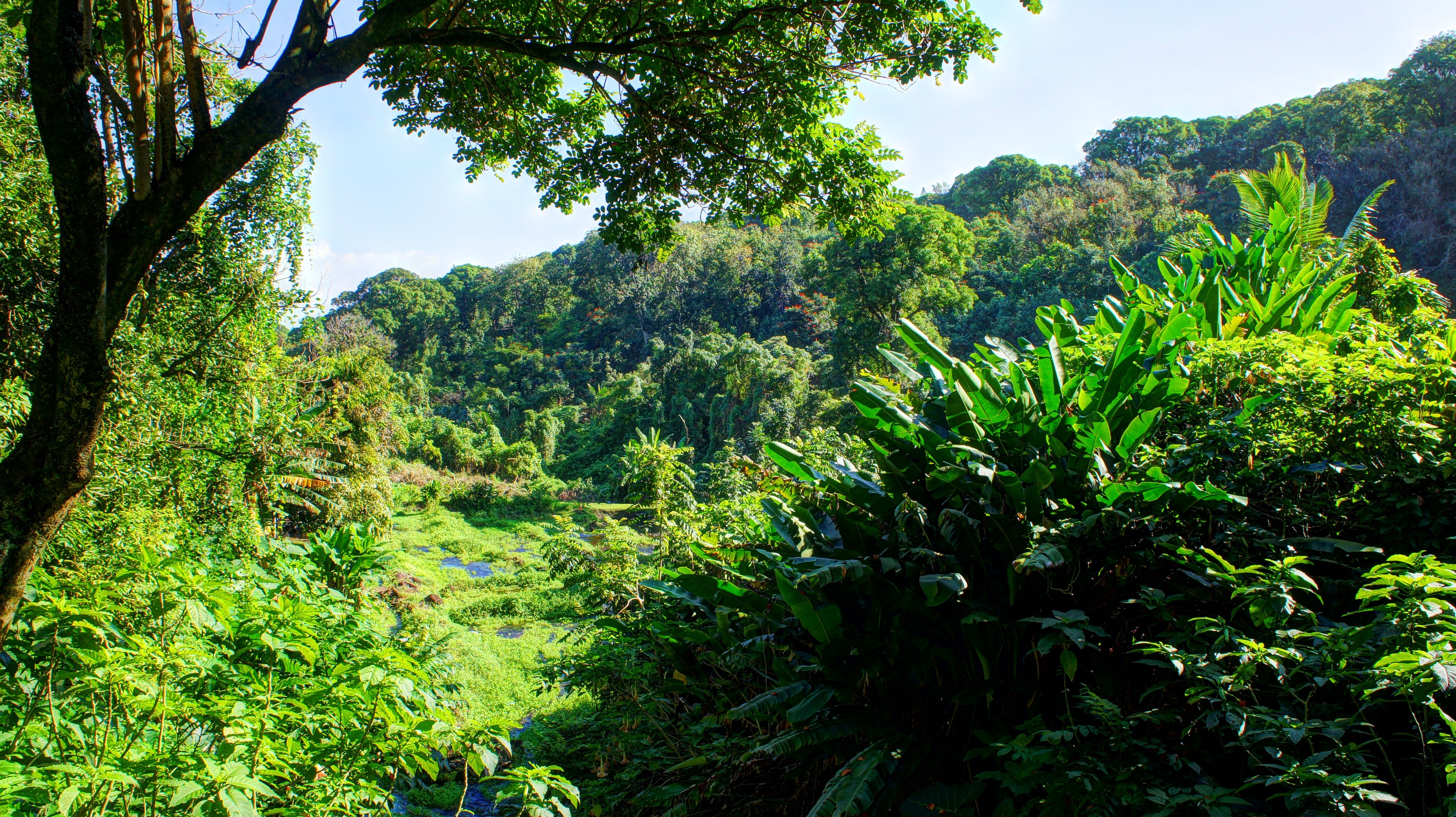 Полезные растения тропических лесов