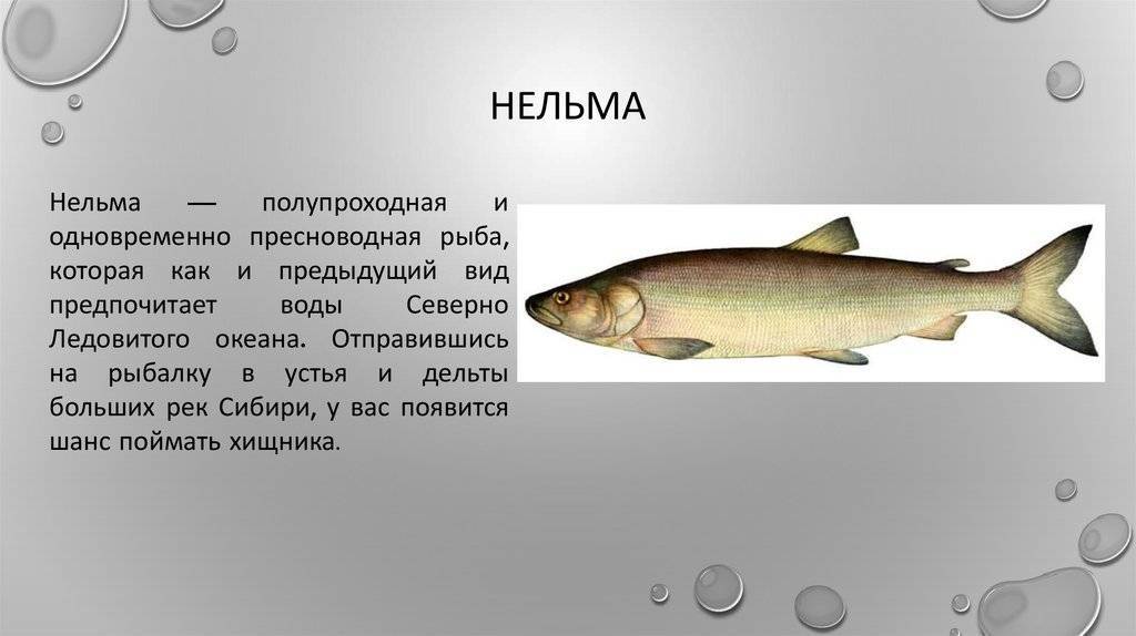 Сом - подробное описание и фото рыбы: где обитает, чем питается