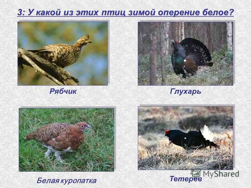 Тетерев: фото птицы и описание, ареал обитания