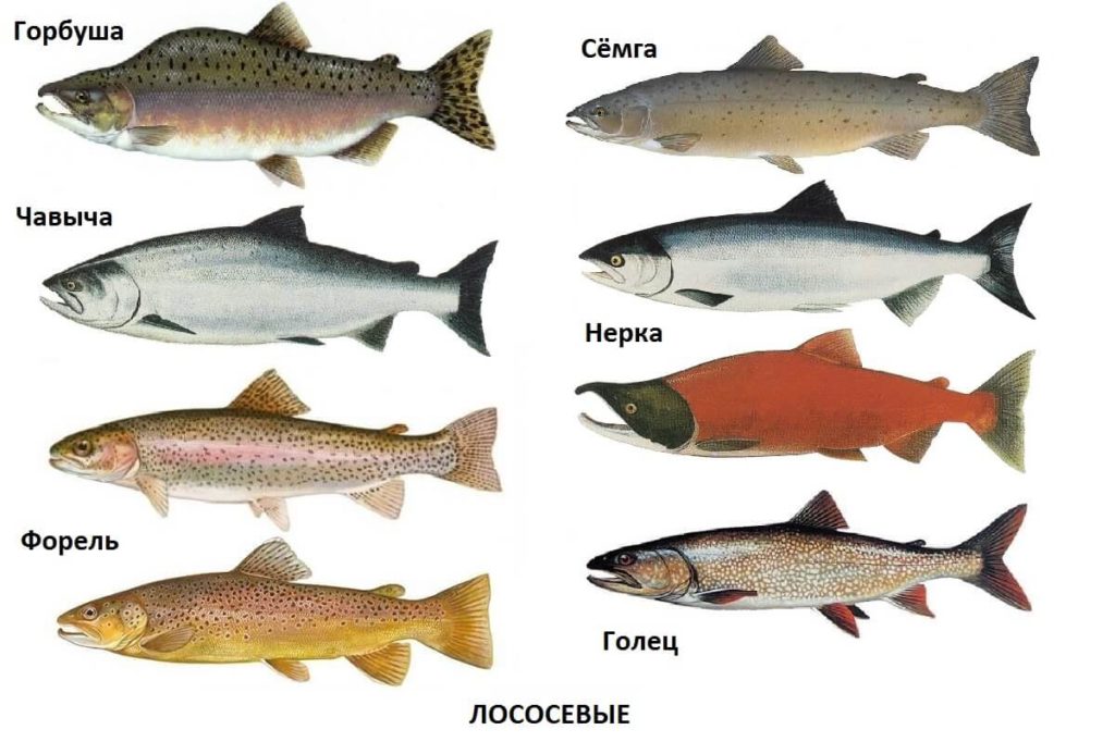 Рыбы сибири и дальнего востока россии: виды рыб, где обитает