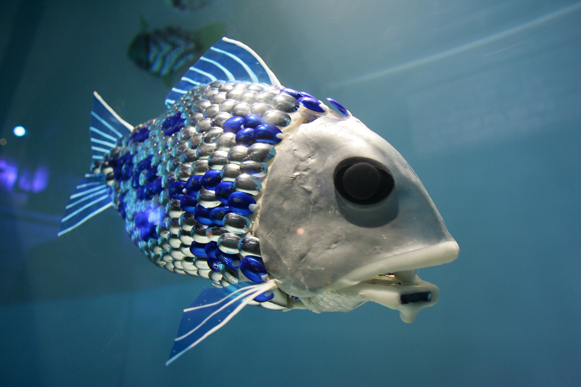 Рыба-капля: как выглядит и где обитает, интересные факты и фото