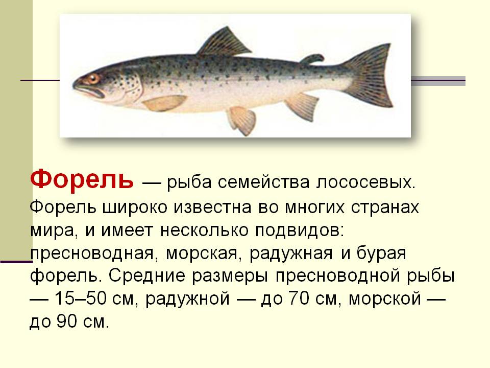 Самые поразительные и удивительные факты про рыбу с названием форель Много интересной информации, которую вы не знали