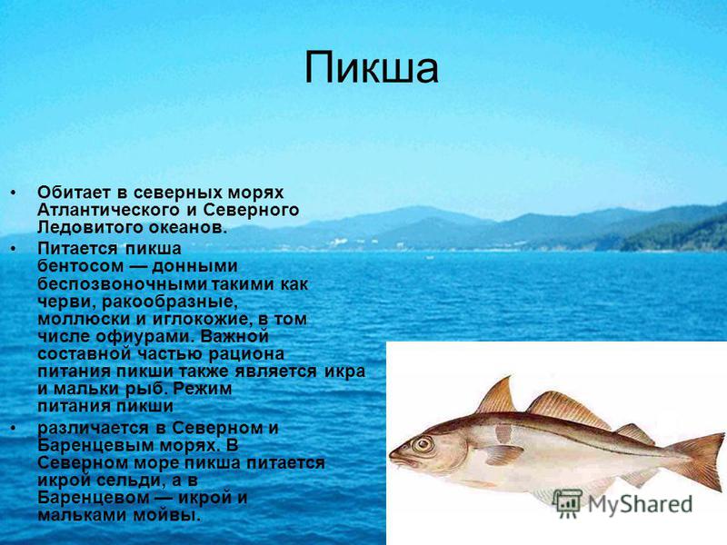 Виды и различия северной рыбы россии с фото