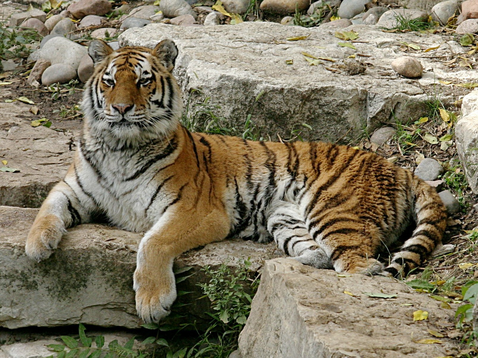 Закавказский Туранский тигр