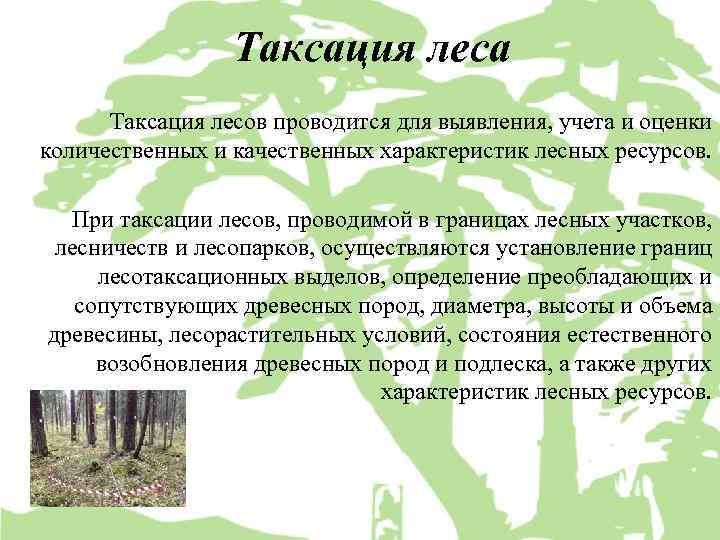 Характеристика леса. Таксация леса это. Таксация насаждений. Задачи Лесной таксации. Методы таксации леса.