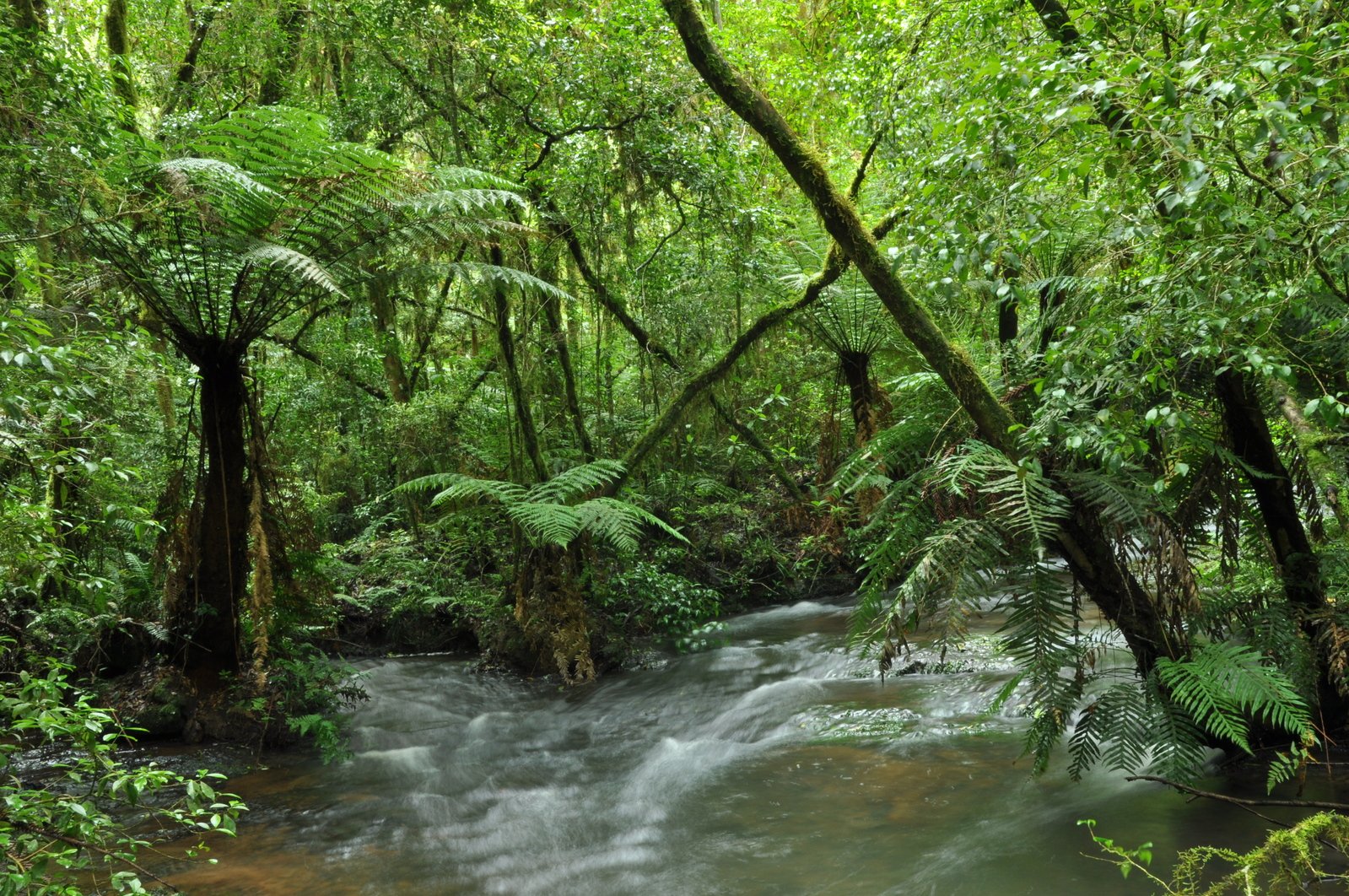 Интересные факты об экваториальных лесах южной америки