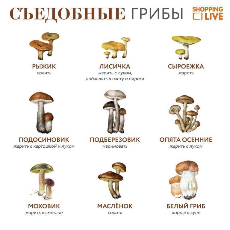 Как определить по фотографии название гриба